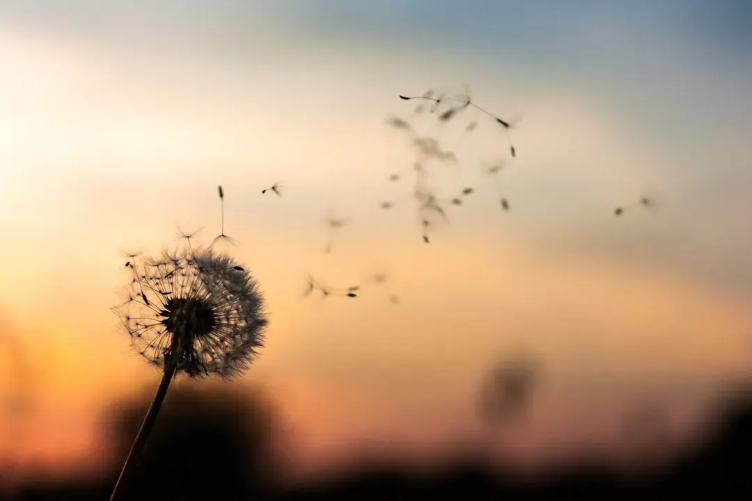 Photo by Dawid Zawiła / Unsplash